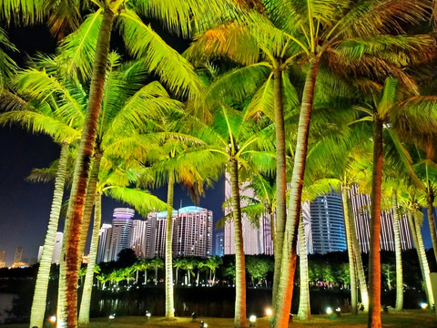 夜晚的椰子树
