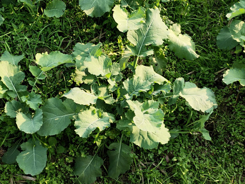 绿油油的油菜