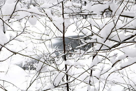 冰雪树枝