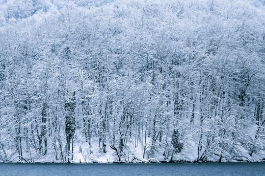 冰雪森林