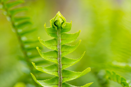 绿色小草