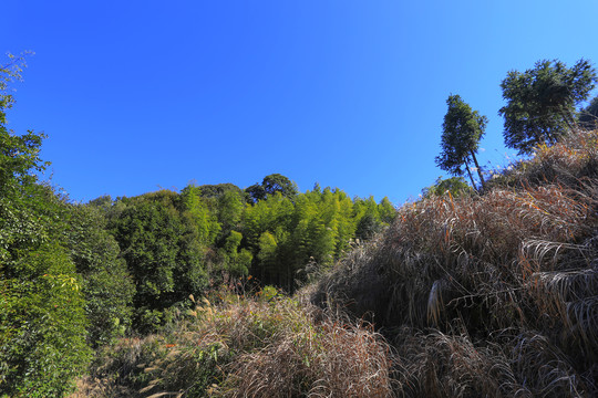 竹林