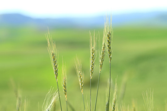 高原小麦