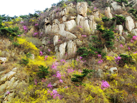 莱州马山连翘花