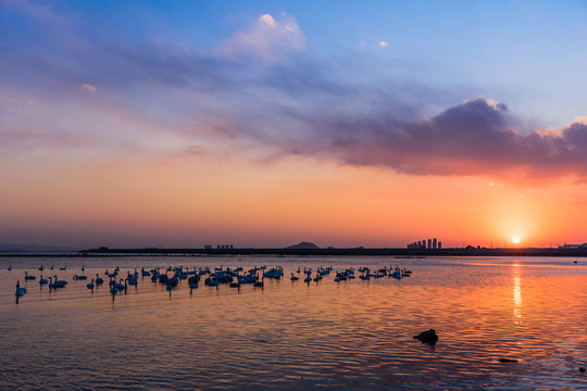 夕阳下的天鹅湖