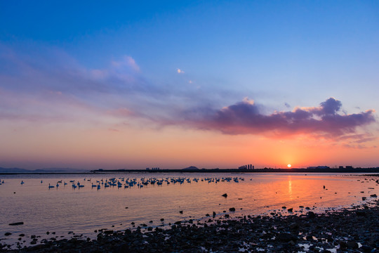 夕阳下的天鹅湖