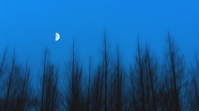 月光下的树林