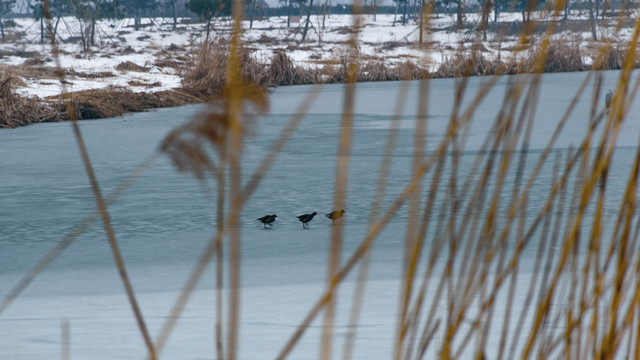 冰冻的河面上的水鸟