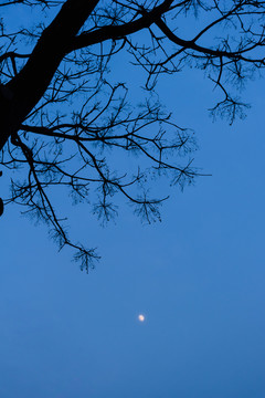 月亮与树枝
