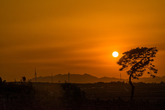 夕阳与树