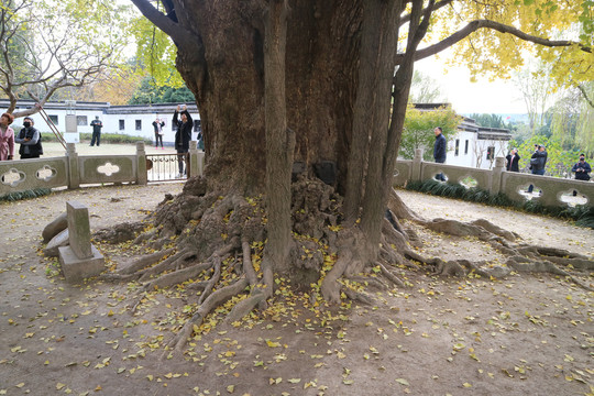 古银杏树树根