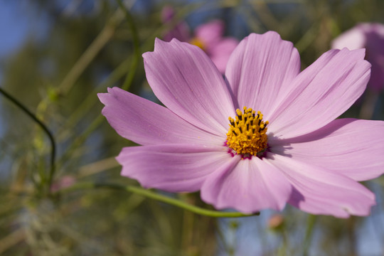 格桑花