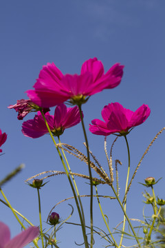 格桑花