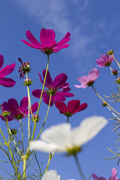 格桑花