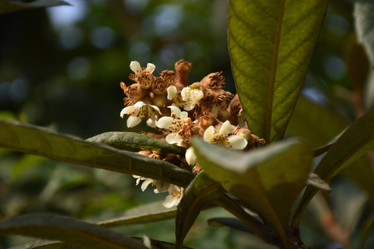 高清枇杷花