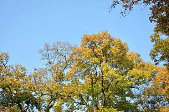 仰望天空树枝秋色