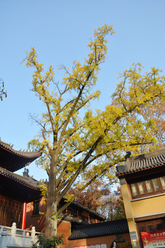寺院银杏树