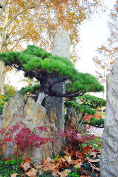 松树假山景观