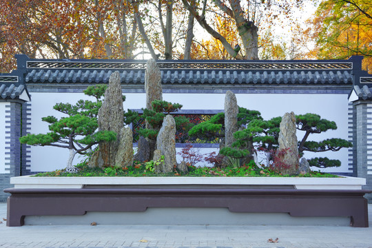 松树假山景观盆景