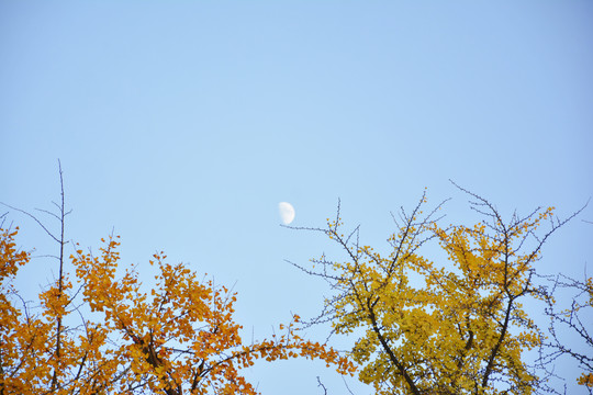 傍晚树枝与天空