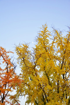 秋天树景