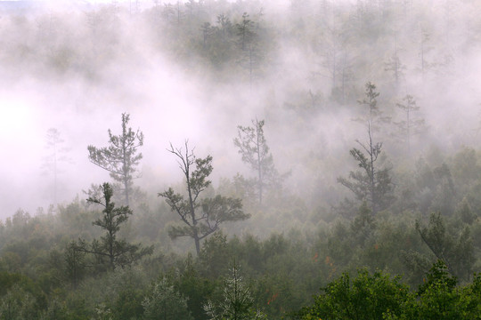 树林晨雾风景