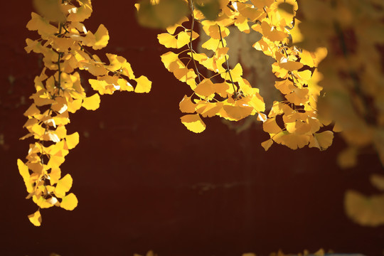 古寺里的秋天银杏叶
