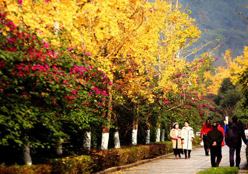 重庆两江新区秋景