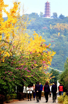 重庆两江新区秋景