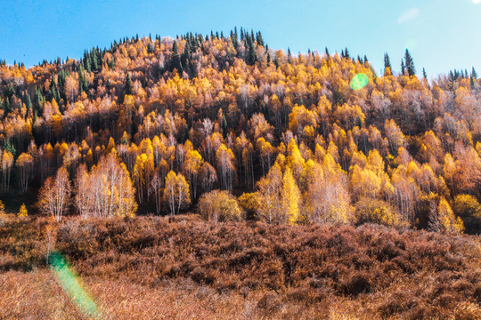 新疆金秋禾木美景