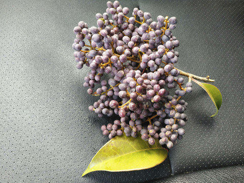 紫色果子