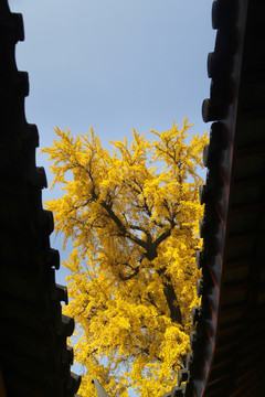 寺庙银杏树