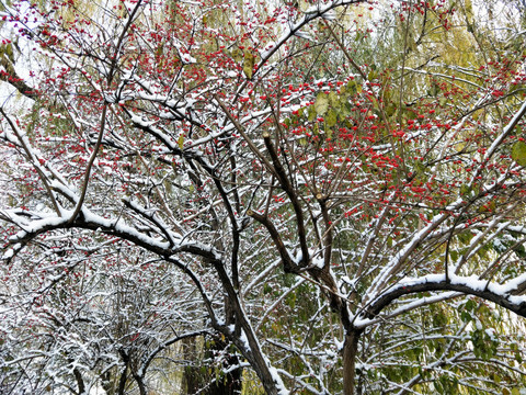 白雪红果