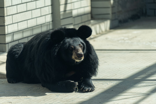 黑熊