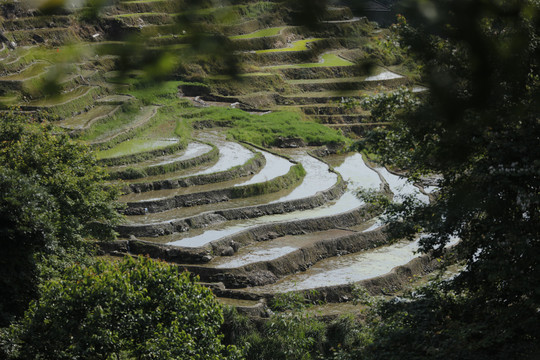 龙脊梯田