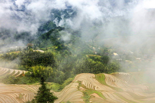 龙脊梯田