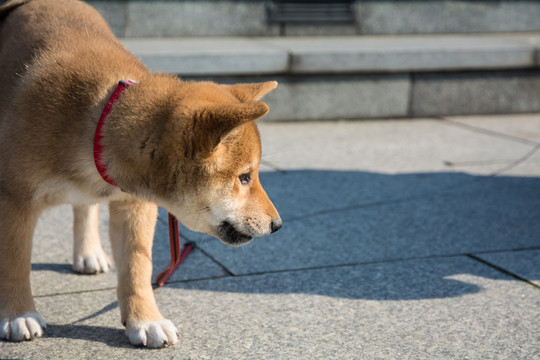 柴犬