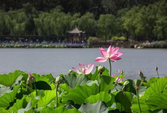 莲花池