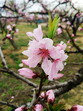 桃花