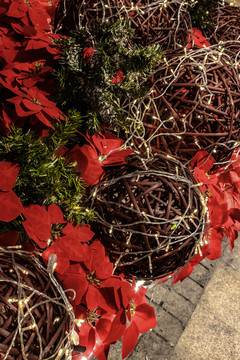 圣诞节里的圣诞球红色的花和松枝