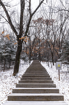 雪中的长春净月潭国家森林公园