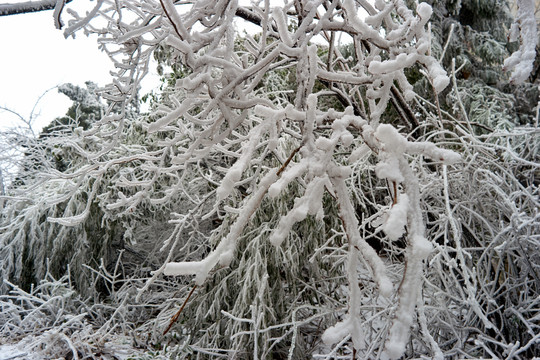 冰挂雪松