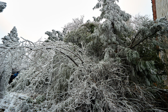 冰挂雪松