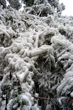 冰挂雪松