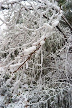 冰挂雪松