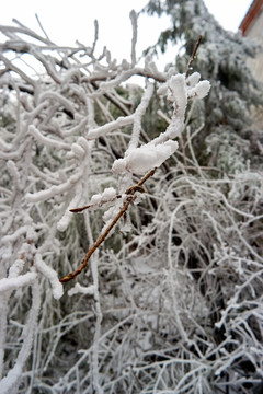 冰挂雪松