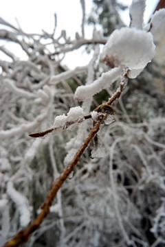 冰挂雪松