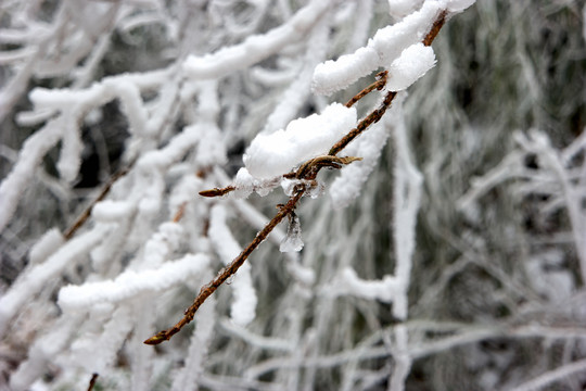 冰挂雪松