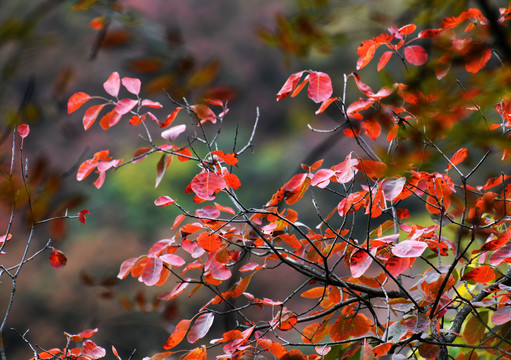 森林多彩的秋叶