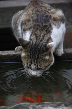 猫和鱼